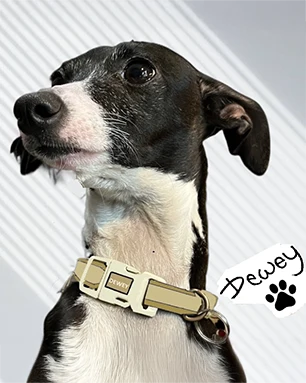 Dewey Dog